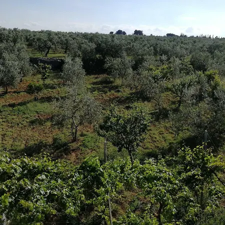 Grazia Trani